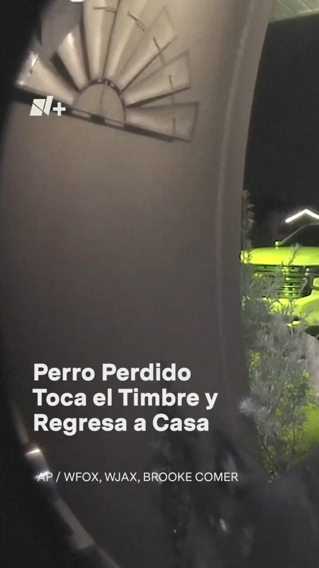 Perro perdido tocó el timbre y regresó a casa en Navidad #nmas #shorts #perro