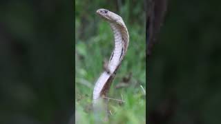 nepali Cobra Rescue Forest #shorts #shortvideos