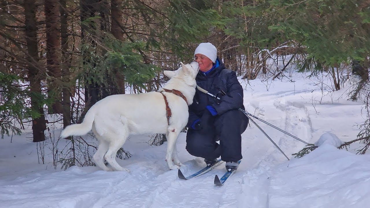 Догтренинг 687. Жаркое утро 1 января кинологов ДТ. Кто с нами? - YouTube