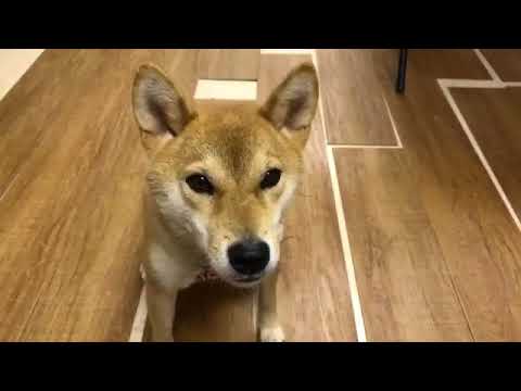 Собака говорит по японски