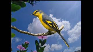 Suara pikat burung mantenan kuning