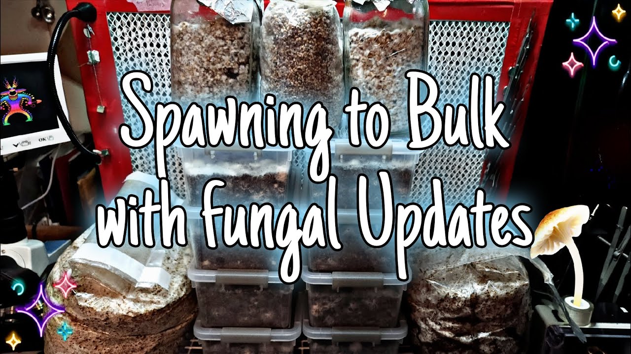 First-Time Spawning to Bulk: Appalachian Enoki & King Oyster with Fungal Updates!