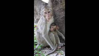 Little Monkey's Epic Jungle Obstacle Course
