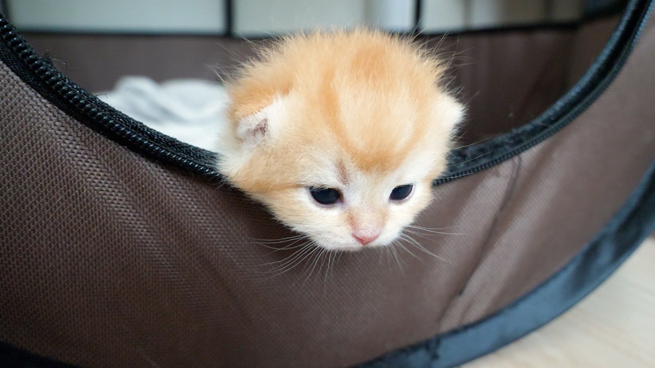 Cute kitten tried to climb out of the cage but couldn't quite reach yet...