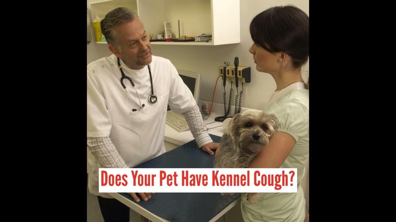 Kennel Cough Kennel Cough in pets Bordetella, Canine Parainfluenza