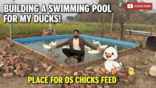 I Built A Swimming Pool For My Ducks Soon Completed Mr Asad
