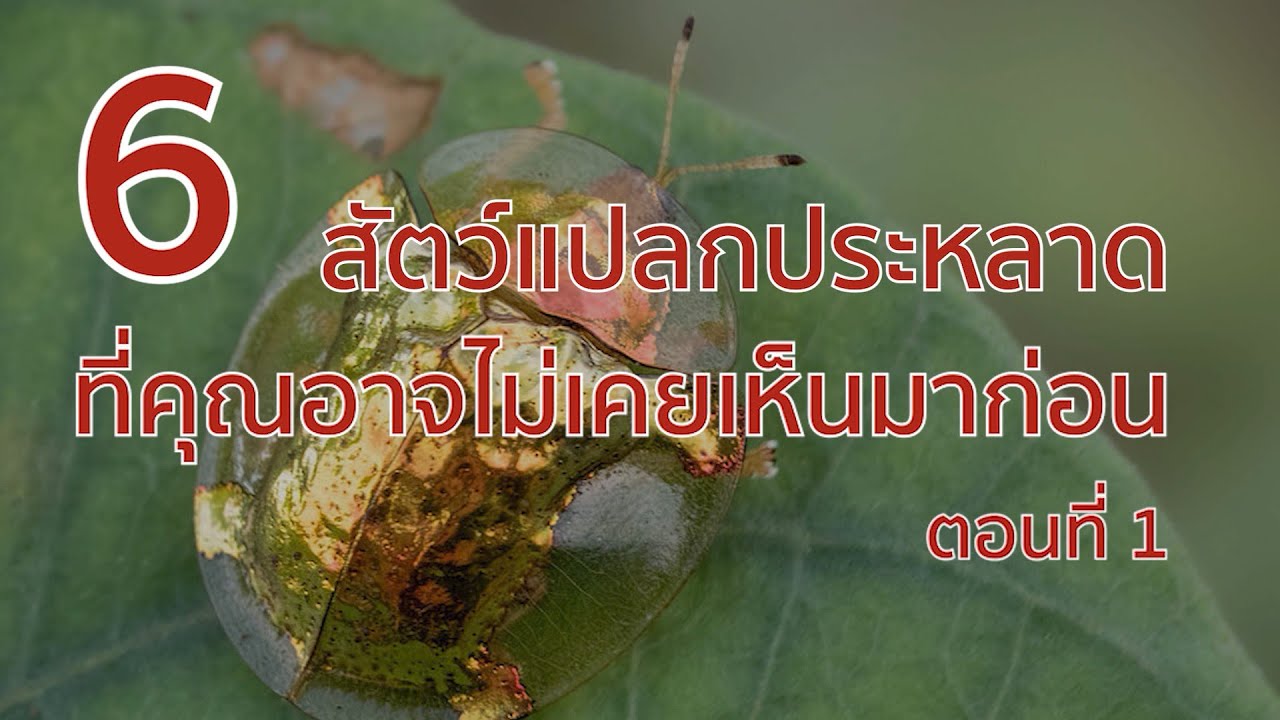 6 สัตว์แปลกประหลาด ที่คุณอาจไม่เคยเห็นมาก่อน ตอนที่ 1