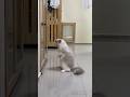 I am Catzilla