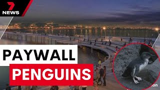 The plan to put St Kilda's penguins behind a pay wall | 7 News Australia