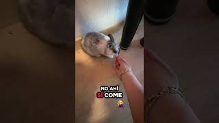 Es necesario tener una mascota para crear un juego #robloxdev #roblox