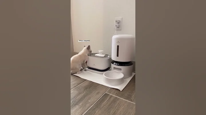 Watch the video about 😻Ameowzing food station 🥩🍖🐈
