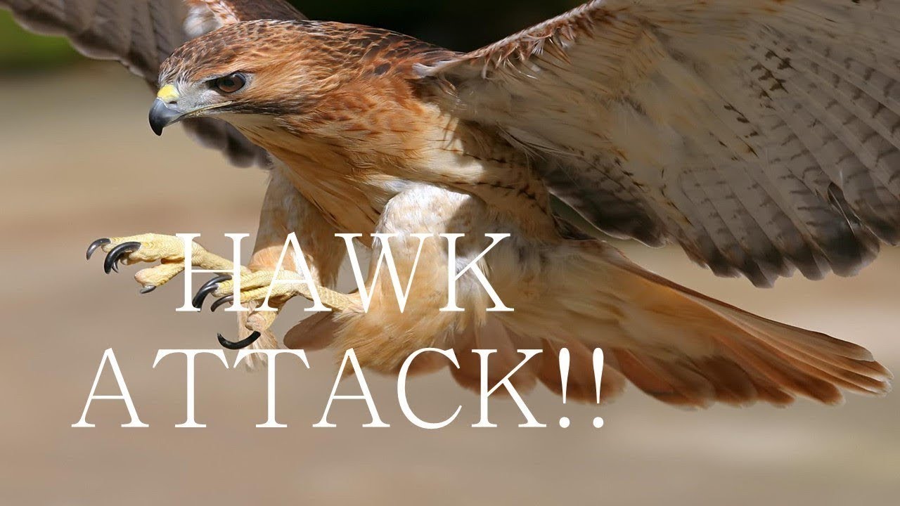 Hawk Attack 9-25-25
