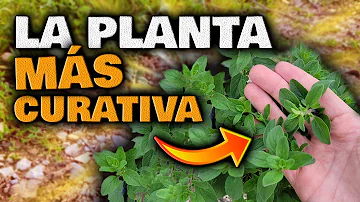 ¿Cuál es la planta que mata más rápido?