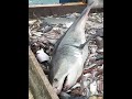 Fishermen Catch Great White Shark and Put It Back in the Water