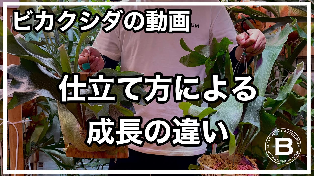 【比較】2株のビカクシダを板付けと鉢仕立てにしてから一年半経過したので比べてみる！