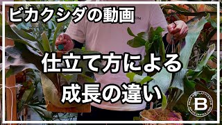 比較】2株のビカクシダを板付けと鉢仕立てにしてから一年半経過した