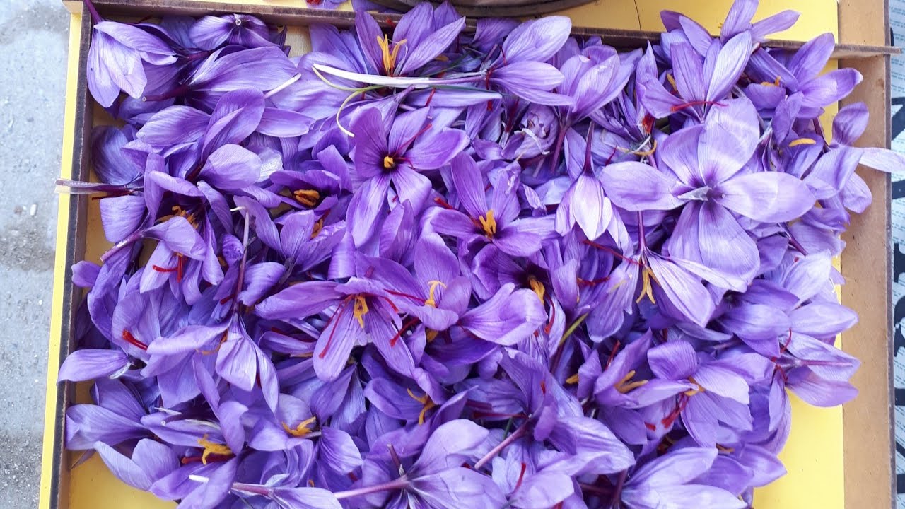 Evde Safran Çiçeği Yetiştirmek