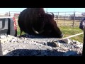 Bison cleans out Cowboys Truck