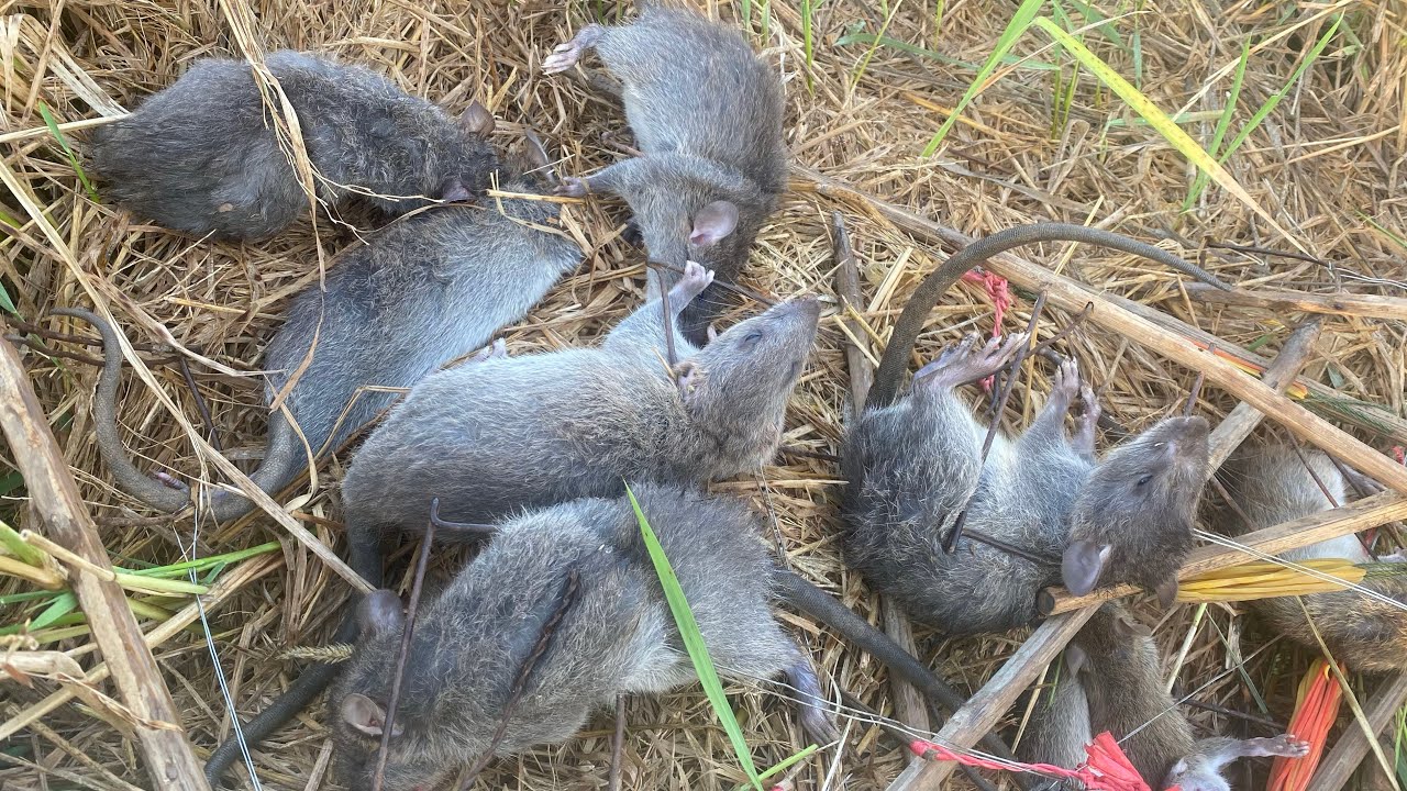 Amazing Making Bamboo Traps Big Rats In The Rainforest Live Alone 