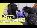 Happy Halloween from our Guide Dog Puppies! | Guide Dogs Puppy Playtime