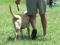 Free Burden 4 | Dog Training with Success Free Burden 4 | Dog Training with Success