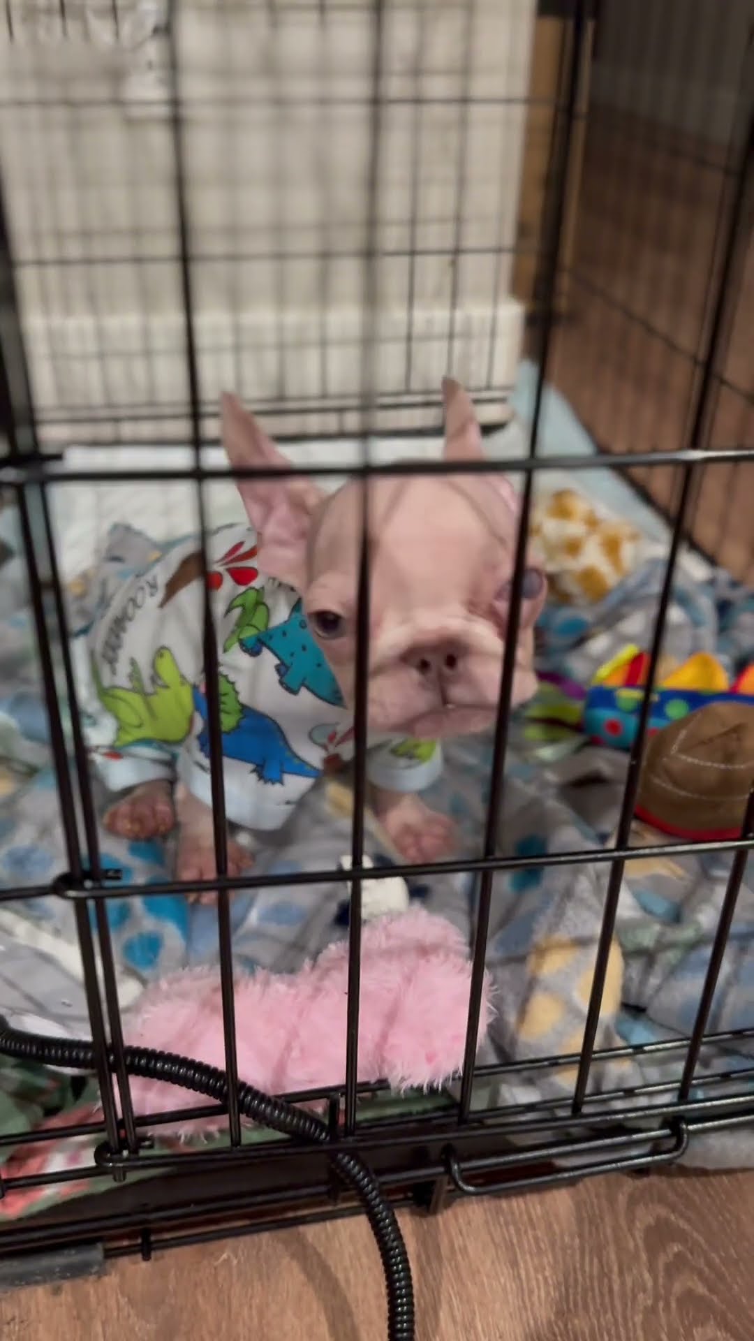 Tiny Puppy Protests Bedtime || ViralHog
