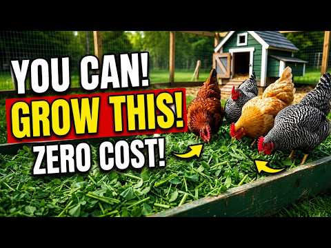 Every Plant That Replaces Chicken Feed Explained in 20 Minutes