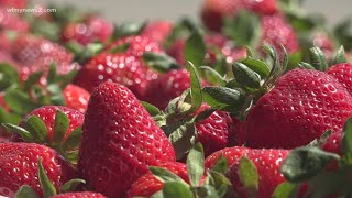 Strawberries are flourishing at Rudd Farm Part 1