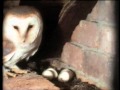 The Private Life of the Barn Owl