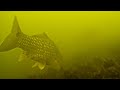 Знакомство с подводным дроном Gladius Mini и поиск рыбы