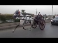 SYED DA MALANG HORSE RACE PESHAWER PAKISTAN