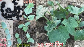 ঝিঙ্গা বীজ থেকে চারা তৈরি। ঝিঙে বীজ বপন।How to grow ridge gourd from seeds |