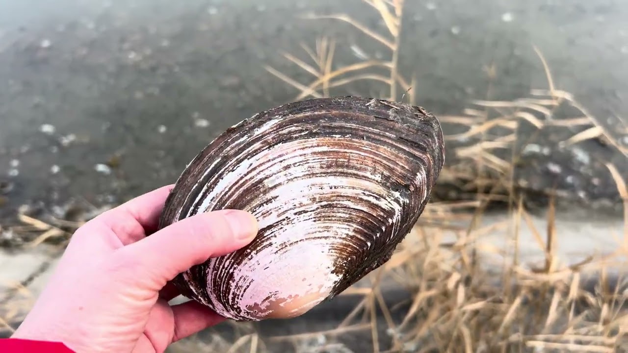 Едем на пруды! Гуляем у воды и не только.