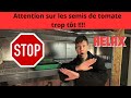 Attention sur les semis de tomate trop tôt !