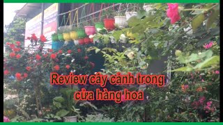 Review cây cảnh trong cửa hàng hoa