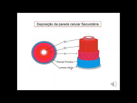 Vídeo: Madeira De Reação - Uma Das Principais Causas De Variação Na Recalcitrância Da Parede Celular No Salgueiro