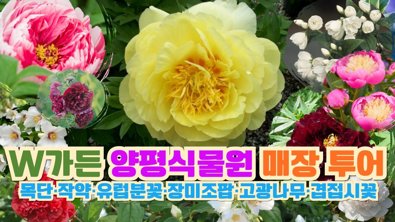 매장 소개 + 3월 2일 그랜드 오픈 소식｜유럽분꽃·장미조팝·고광나무·겹접시꽃·목단·작약