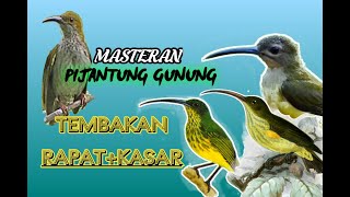 MASTERAN PIJANTUNG GUNUNG SUARA JERNIH!!! (COCOK UNTUK MASTERAN SEGALA JENIS BURUNG)