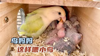 Bent-billed bird, mother bird feeds baby bird like this