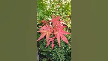 2 for 1 nursery gold🌳 #bonsai #starter #fyp #fy #wire #bend #prune #pot #up #moss #pre #howto #diy