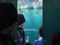Nothing Could Ever Prepare You for Antarctica | The Dodo