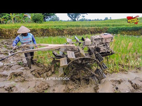 Tanahnya Lengket Tapi Gembur! Traktor Sawah Garap Lahan Tanah Lempung