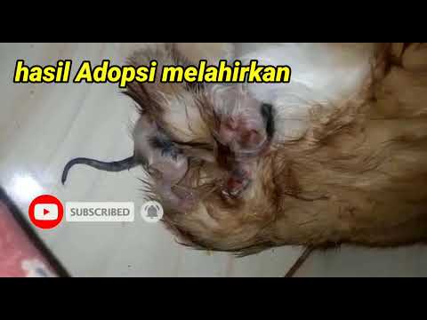 Video: Adopsi-A-Kucing