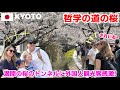 【海外の反応】京都・哲学の道の桜に外国人観光客が感動…まるで別世界🌸満開の桜のトンネルも