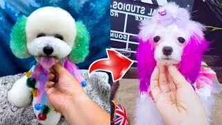 Super Cute, Funny Poodle Dogs Cute Pet Videos Funny Animals Susu Boss