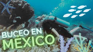 ¿EN DÓNDE BUCEAR EN MÉXICO | BUCEO EN AKUMAL