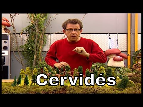 En quoi les cervidés peuvent-ils être nuisible a€ la forêt ? - C'est Pas Sorcier