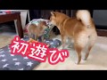 【初遊び〜初めてフリーにした日〜】豆柴ラムちゃん #20