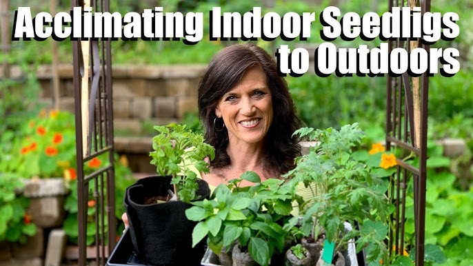 How to Acclimate Plants to Outdoors: Expert Tips for Success