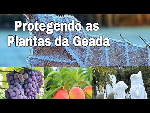 Vídeo: Protegendo As Plantas Da Geada